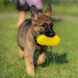 chiot-berger-allemand-huit-semaines-joue-jouet-dans-herbe-verte_1048944-19700664